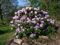 rhododendron_campanulatum_5