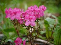 rhododendron_camtschaticum