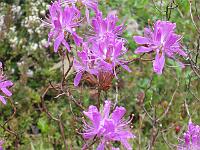 rhododendron_canadense