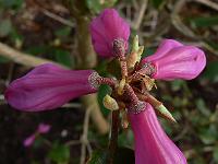 rhododendron_cinnabarinum_ssp._tamaense