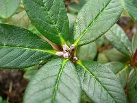 rhododendron_citriniflorum