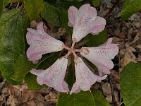 rhododendron_coeloneuron