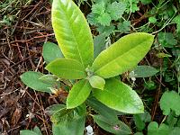 rhododendron_crinigerum