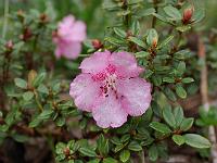 rhododendron_dendrocharis