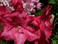 rhododendron_exbeima_4._aksel_olsen