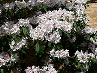 rhododendron_fortunei_hybrider