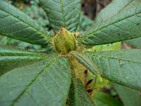 rhododendron_glishrum_ssp._rude