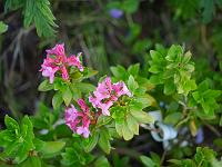 rhododendron_hirsutum