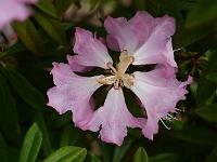 rhododendron_hunnewellianum