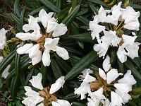 rhododendron_hyperythrum_2