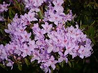 rhododendron_lochmium