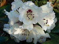 rhododendron_macabeanum_hybrid