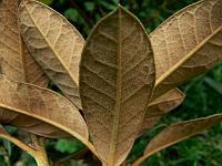 rhododendron_mallotum