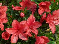 rhododendron_nakaharae