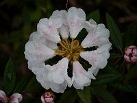 rhododendron_nigroglandulosum