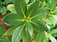 rhododendron_phaeochrysum