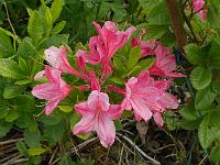 rhododendron_prinophyllum