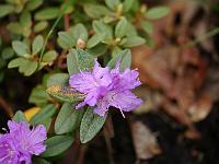 rhododendron_ramapo