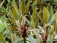 rhododendron_recurvoides_smalbladet_form