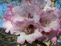 rhododendron_rex_1