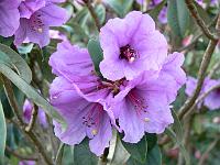 rhododendron_ririei