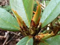 rhododendron_roxieanum_var._cucullatum