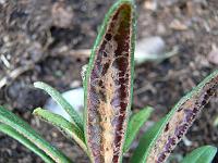 rhododendron_roxieanum_var._parvum