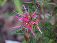 rhododendron_stenopetalum_linearifolium