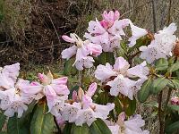 rhododendron_sutchuenense_(rhododendronhaven)