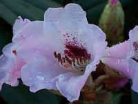 rhododendron_sutchuenense_var._geraldii