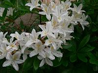 rhododendron_viscosum