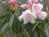 rhododendron