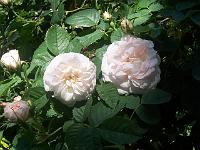 rosa_alba_-_mormors_rose