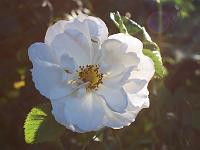 rosa_alba_suaveolens