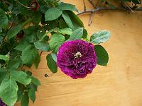 12-06-05kodak_098