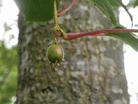 actinidia_arguta