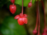 berberidopsis_corallina