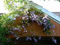 wisteria_floribunda