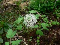 actaea_rubra