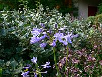 agapanthus_minor