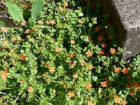 anagallis_arvensis_-_roed_arve_-_scarlet_pimpernel