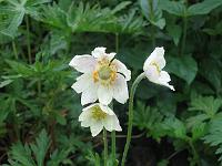 anemone_carolinianum