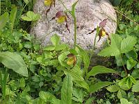 cypripedium_parviflorum_-_fruesko