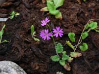 stauder_og_alpine_planter