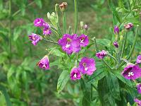 epilobium_hirsutum_-_laadden_dueurt