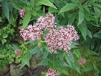 eupatorium_cannabinum_-_hjortetroest