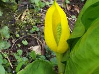 lysichiton_americanus