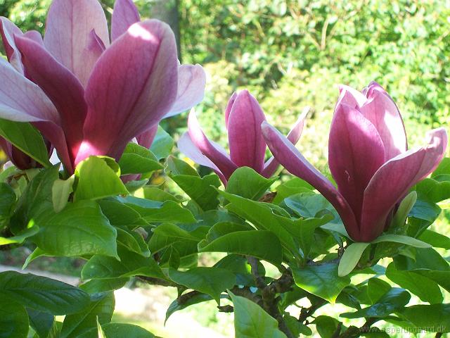 29-05-05kodak_134