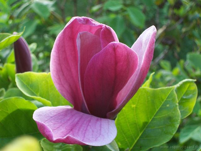 magnolia_liliiflora_nigra
