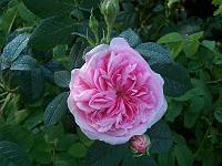 26-06-05kodak_022